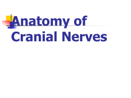 Anatomy of Cranial Nerves