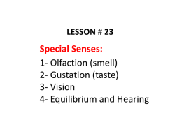 ecture 23- special senses