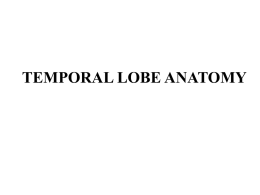 temporal lobe anatomy