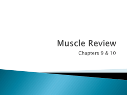 Muscle Review - Elizabeth School District C-1