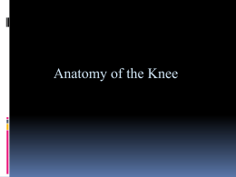 Knee Anatomy PowerPoint