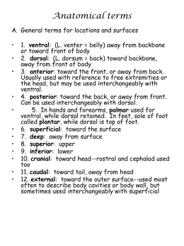 Anatomical terms