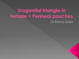 Urogenital triangle in female + Perineal pouches