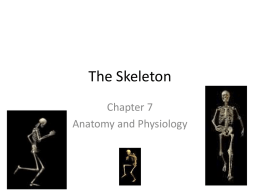 Anatomy Ch 7 Skeletonx
