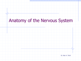 Anatomy of the Nervous System