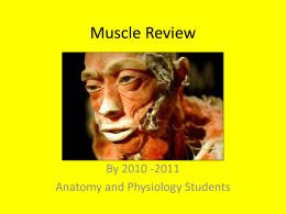 8_26 Muscle Identificationx