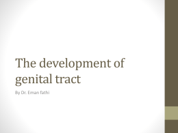 The development of genital tract