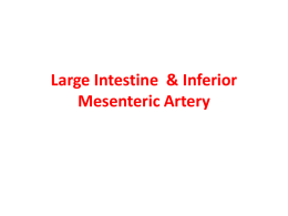 inferior mesenteric vein