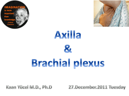 Brachial plexus