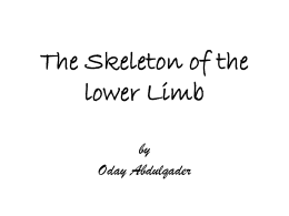 The Skeleton of the lower Limb