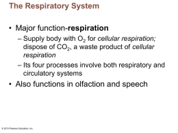 Respiratory system powerpoint #1