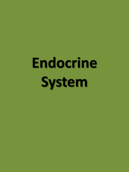 Endocrine System - Robert P. Brabham Middle School