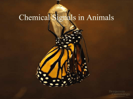 Chemical Signals in Animals - Western Washington University