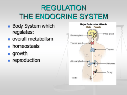 REGULATION cont. THE ENDOCRINE SYSTEM