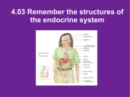 4.03 Remember the structures of the endocrine system
