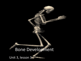 Bone Development and the Vertebrae - Falcon Science
