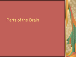 Parts of the Brain - LHS-Social