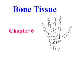 Chapter 6 Bone Tissue