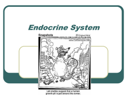endocrine system ppt