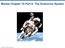 Marieb Chapter 16: The Endocrine System