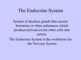 Endocrine System and Puberty