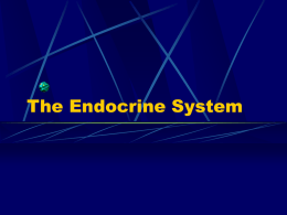 The Endocrine System - Hatzalah of Miami-Dade