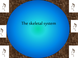 skeletal system - OCPS TeacherPress