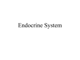 Endocrine System