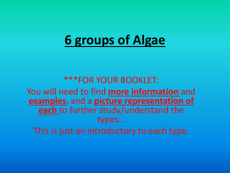 6 groups of Algae
