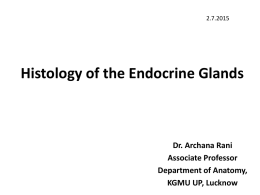 Histology of the Endocrine Glands