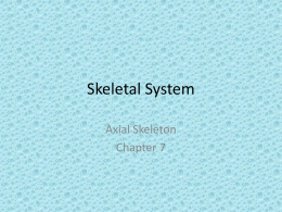 Axial Skeletal System