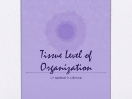 Tissue Level of Organization