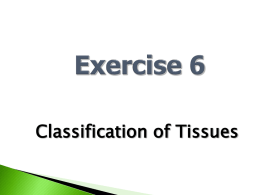 Exercise 6 Classification of Tissues
