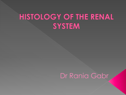 HISTOLOGY OF THE RENAL SYSTEMx