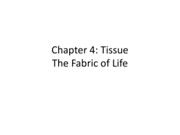 Chapter 4: Tissue The Fabric of Life