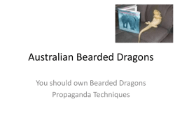 Australian Bearded Dragons