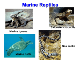 Marine Reptiles - cloudfront.net
