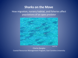 Sharks on the Move Powerpoint