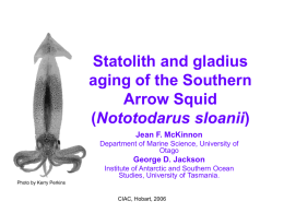 Statolith and gladius aging of the Southern Arrow Squid