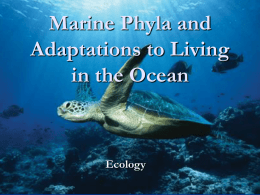 Marine Phyla and Adaptations to Living in the Ocean Ecology Q of day