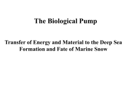 2008, final Lecture 9 Marine Snow