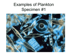 plankton ppt - Doral Academy Preparatory