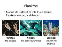 Plankton_15