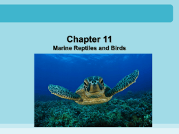 Chapter 11 - marine reptiles and birds