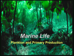 Plankton and Primary Productivity - PPT