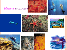 Marine biologist - BrauerCaledonianProject
