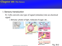Chapter 29: The Senses