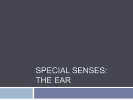 Special Senses: The Ear