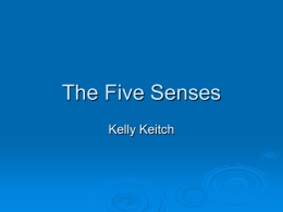 The Five Senses - University of North Texas