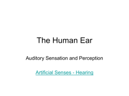 The Human Ear - AP Psychology
